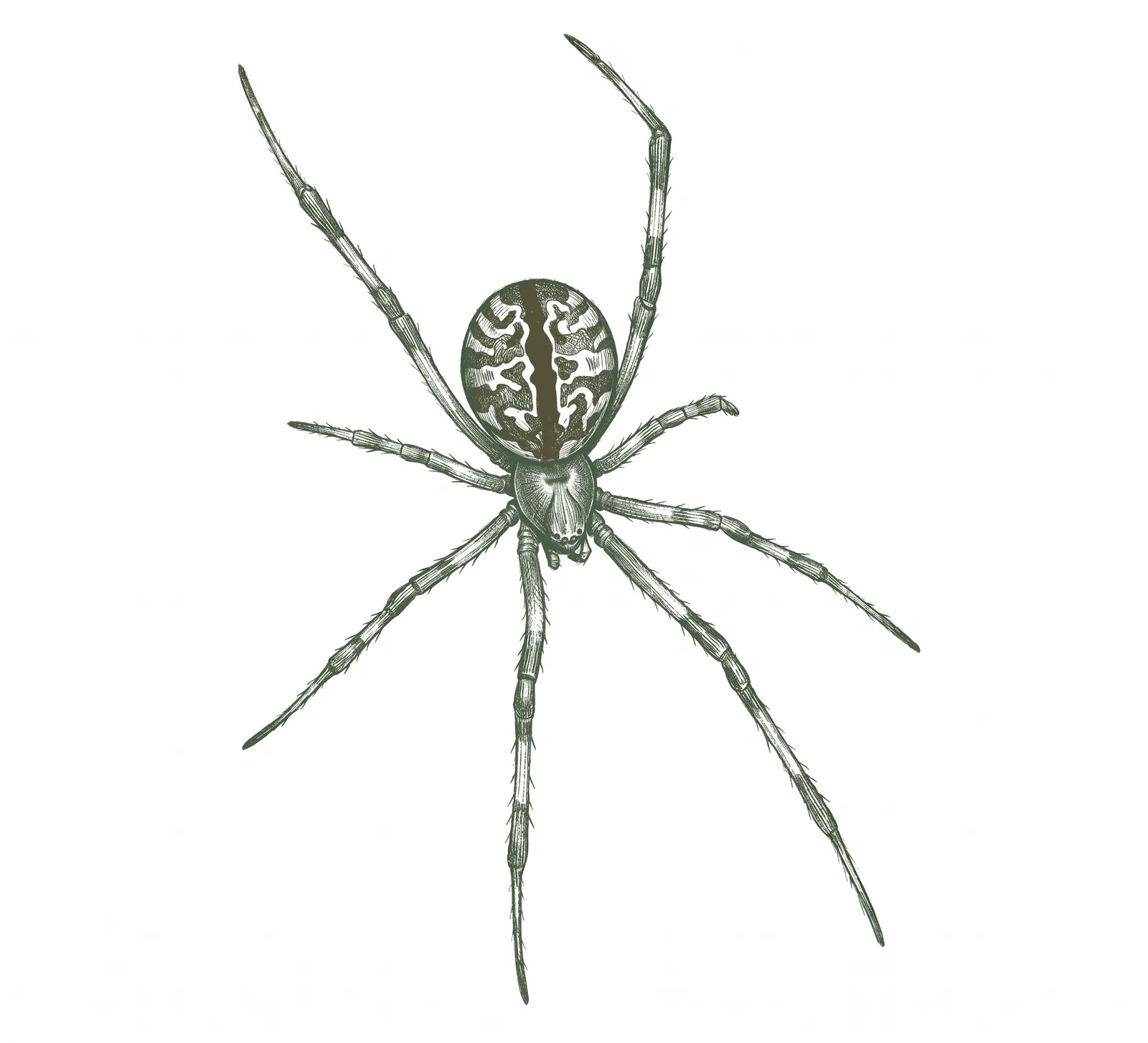 Brown Widow